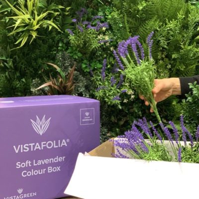 Box of realistic lavender plants