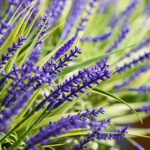 close up of artificial lavender