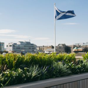 outdoor artificial plants on an Edinburgh roof terrace