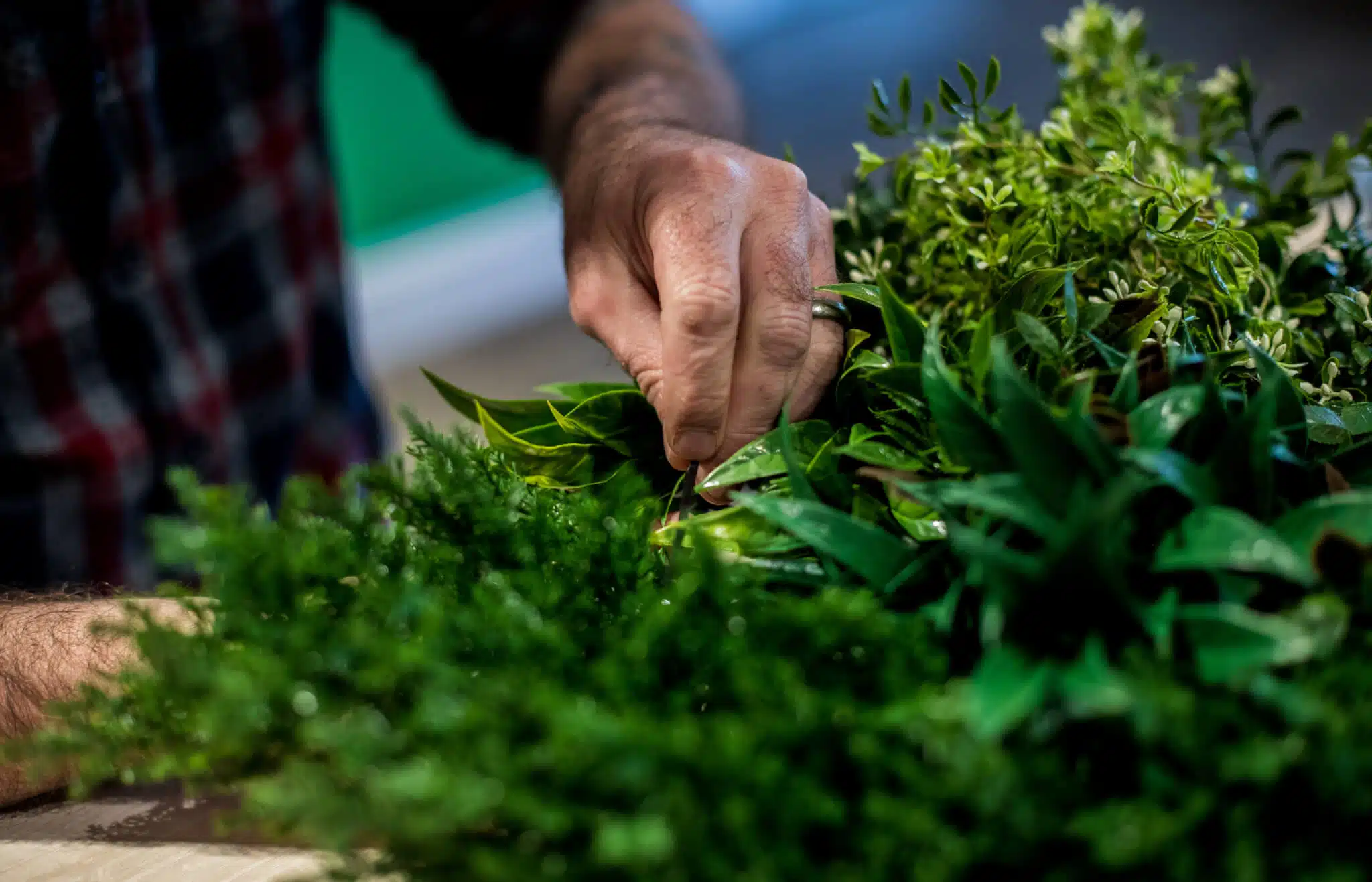 A persons hand tending to a variety of green plants, carefully adjusting the leaves. The background is blurred, emphasizing the focus on the foliage. The person is wearing a plaid shirt with rolled-up sleeves.