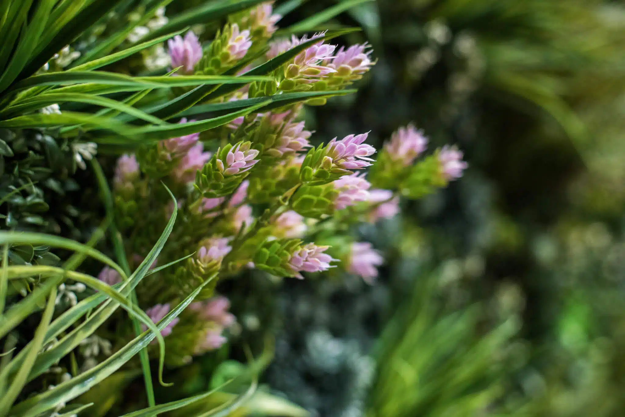 Close-up of purple wildflowers with slender green leaves, set in a natural outdoor environment. The flowers are partially budded, adding texture and vibrancy to the dense foliage backdrop.