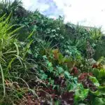 A lush vertical garden, featuring the Trailing Ivy Texture Box, showcases a mix of vibrant greens and reddish leaves with interwoven textures against a cloudy sky. This creates a dense, thriving wall of natural foliage.