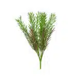 Crafted to mimic underwater greenery, the Artificial Plants, Foliage & Greenery features a central stem with green and brown slender, needle-like leaves branching out.