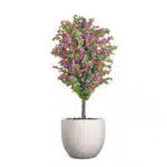 The Amalfi Bloom Bougainvillea features a tall, slender trunk with vibrant pink flowers and lush green leaves atop, all elegantly displayed in a simple white pot against a plain white background.