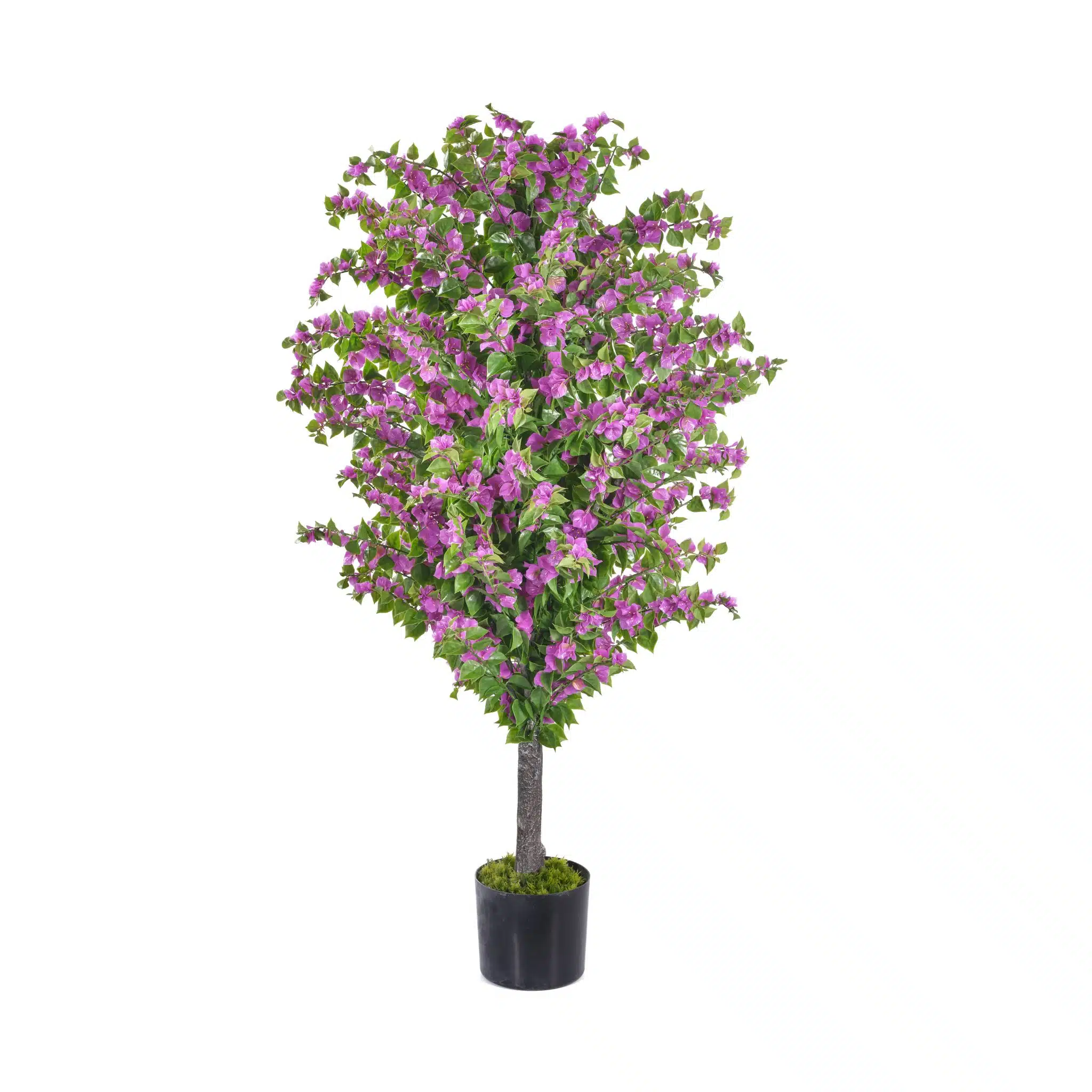 Amalfi Bloom Bougainvillea Product Image