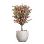 A compact Amalfi Bloom Bougainvillea with vibrant pink flowers and lush green leaves sits gracefully in a round grey pot against a pristine white background.