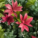 Close-up of the Forest Flame Colour Box showcasing vibrant red and green artificial foliage, with red leaves and white buds amidst lush greenery, adding a fresh and colorful touch to any space.