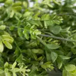 Close-up of lush green foliage with small oval leaves and light tips on a bushy plant, showcasing a vibrant texture akin to the Trailing Buxus Texture Box for a fresh look.