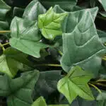 A lush mix of dark and light ivy leaves with detailed veins and shiny surfaces creates a captivating texture, forming a dense pattern featured in the Trailing Ivy Texture Box.