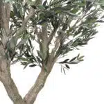 The Cielo Verde Olive Tree stands elegantly against a plain white background, featuring textured bark and dark green, narrow leaves that adorn its slender branches.