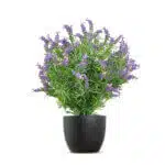 A lush French Lavender Bush, showing vibrant purple flowers and rich green foliage, is cradled in a black pot against a white background.
