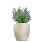 A French Lavender Bush with vibrant purple blooms is gracefully displayed in a large, textured beige planter against a pristine white background.