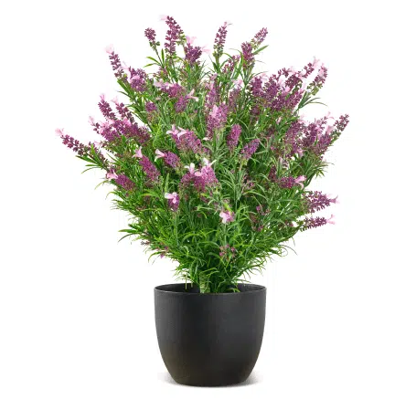 French Lavender Bush Product Image