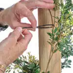 A persons hands gently adjust a zip tie, securing a branch with green leaves and white flowers to a post, ensuring it blends seamlessly with the Extendable Artificial Trailing Foliage.