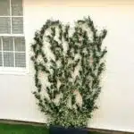 an artificial climbing jasmine plant for a garden