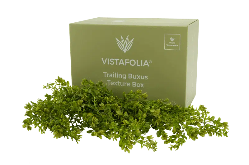 Trailing Buxus Texture Box Product Image