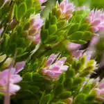The Spring Pink Colour Box features small spring flowers with green leafy bases and pink tips, creating a soft, layered texture. The vibrant blooms stand out against a blurred background, highlighting their lush foliage and petals.