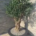 A large artificial olive tree installed in a garden