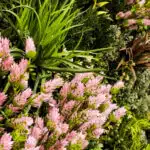 The Spring Pink Colour Box creates a lush tapestry of spring foliage with clusters of delicate pink flowers, featuring a variety of plants with long leaves for layered texture and vibrancy.