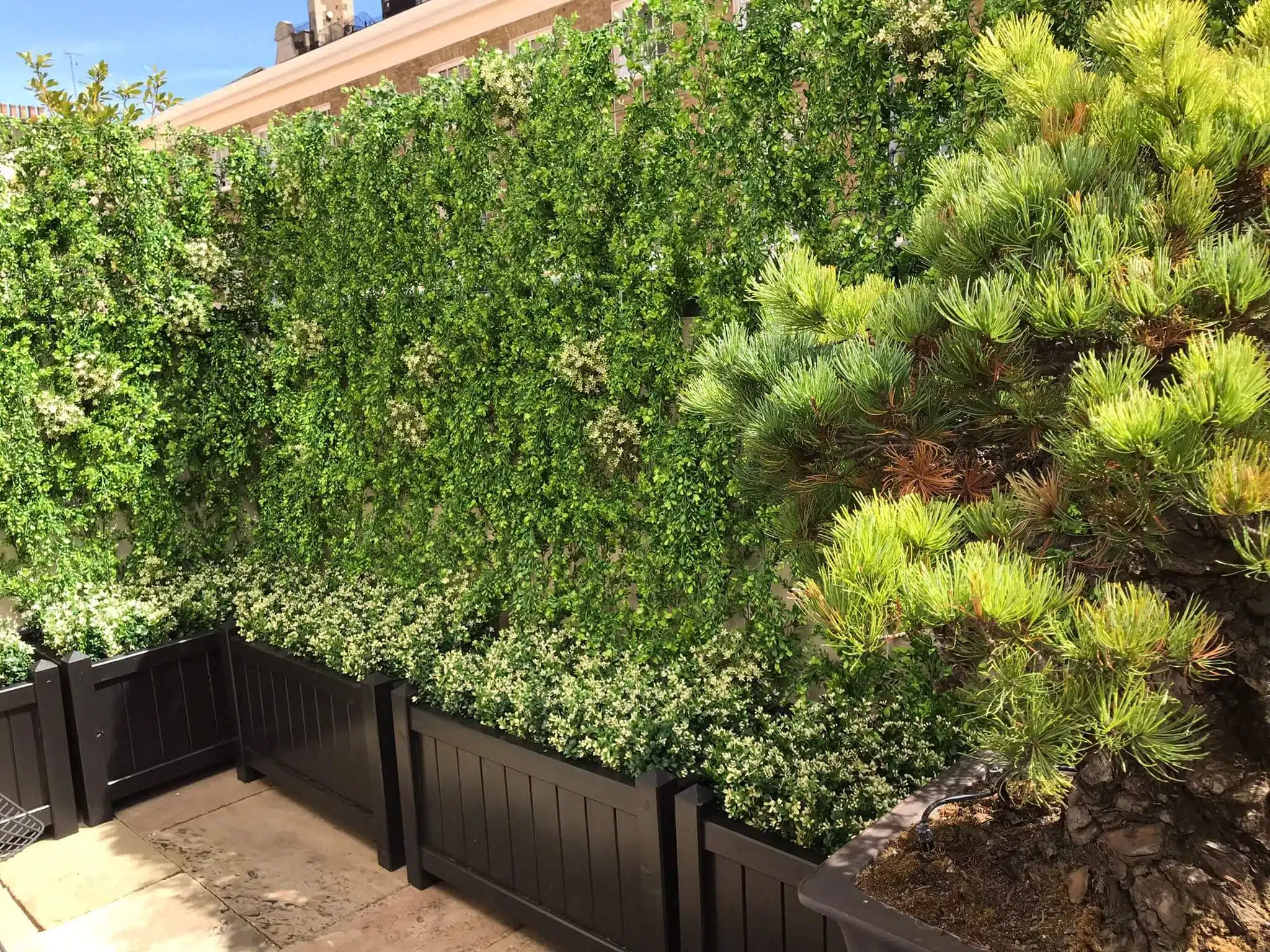 A lush garden with a tall, dense wall of green vines and small white flowers reminiscent of a custom fake ivy wall in Central London. In the foreground, a well-maintained bush with bright green leaves grows in a large, rectangular black planter on the patio.
