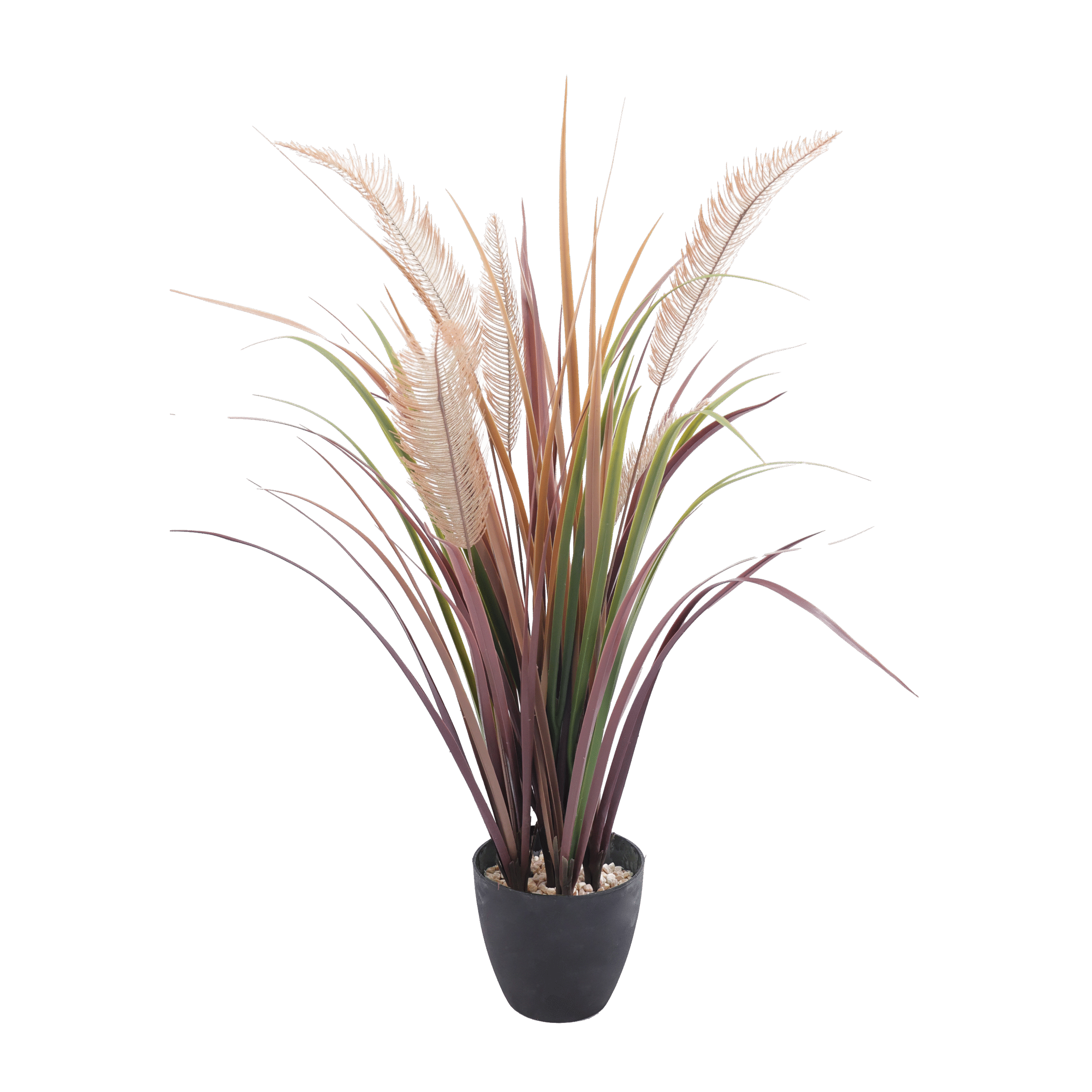 Grass Plant Product Image